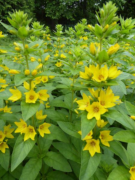 Lysimachia punctata C1,5