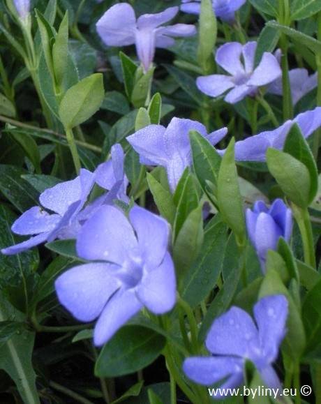 Vinca minor p9