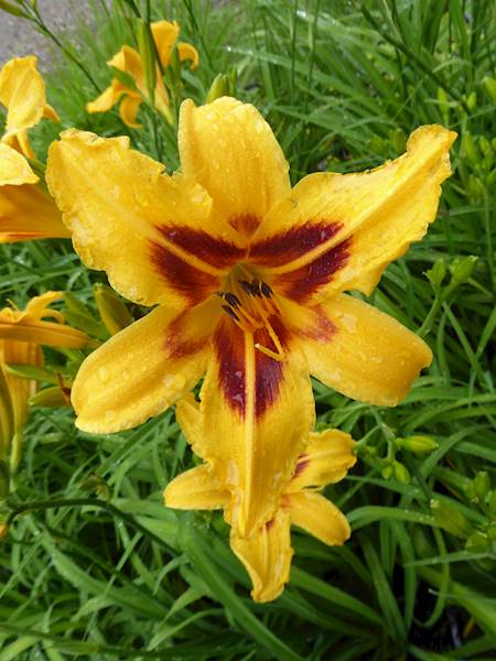 Hemerocallis Bonanza C3