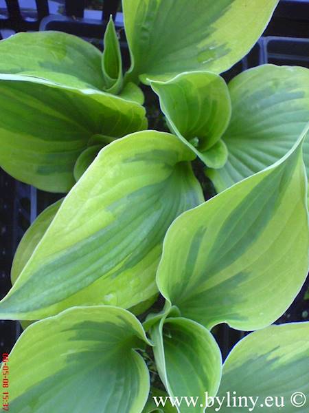 Hosta Twilight C1,5