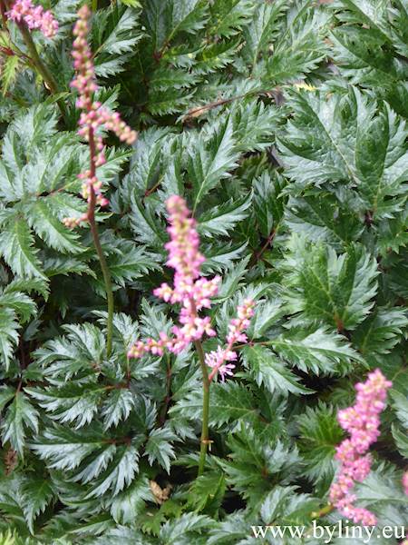 Astilbe crispa Perkeo C2