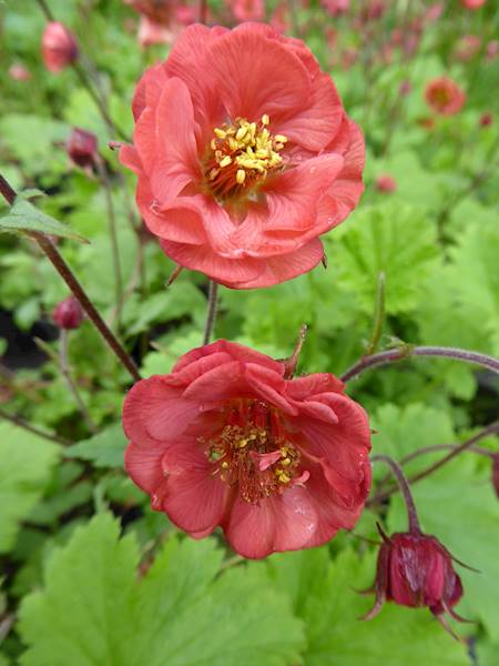 Geum rivale Flames of Passion ® C1,5