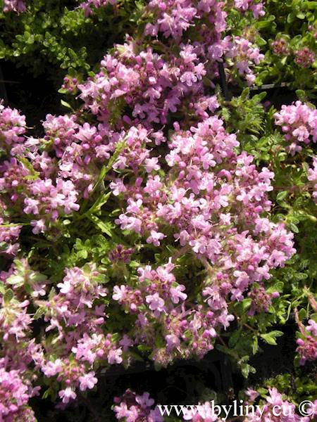 Thymus pygmeus p9