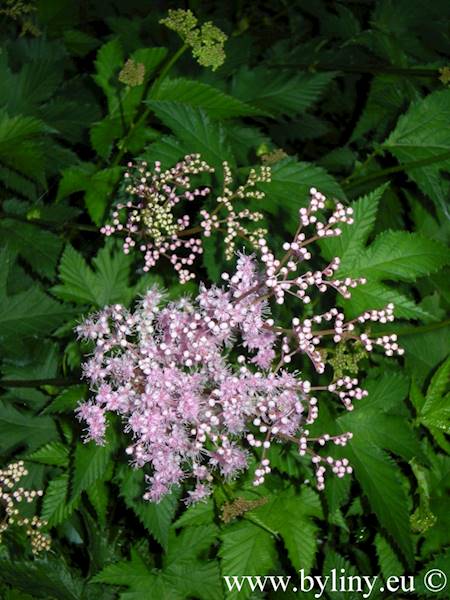 Filipendula palmata Nana C1,5