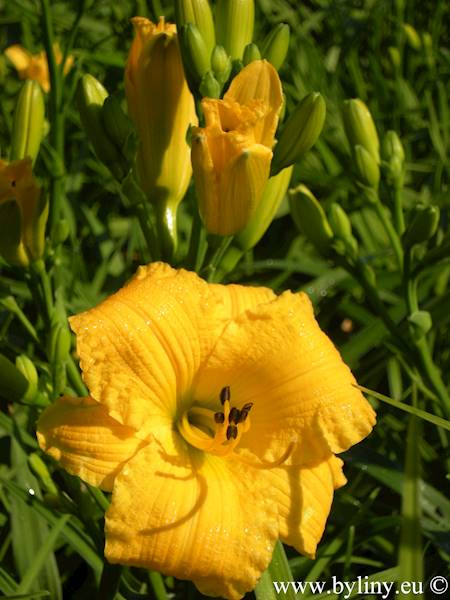 Hemerocallis Texas Sunlight C3