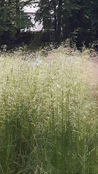 Deschampsia cespitosa Goldtau C1,5
