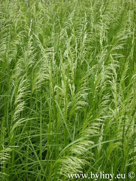 Deschampsia cespitosa Goldschleier C1,5