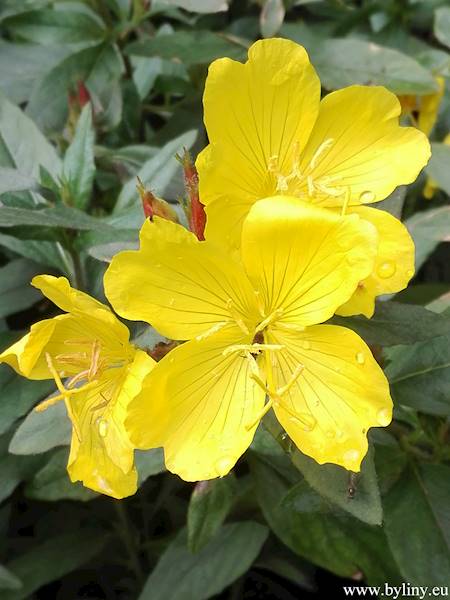 Oenothera C1,5