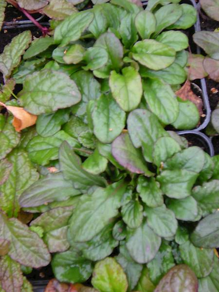 Ajuga reptans p9