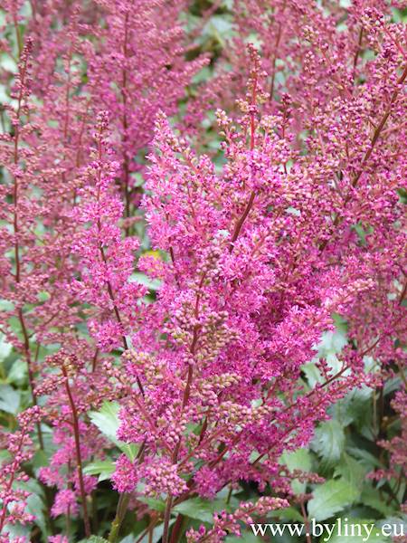 Astilbe japonica Elisabeth van Veen C2