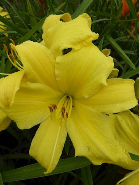 Hemerocallis 7 C3