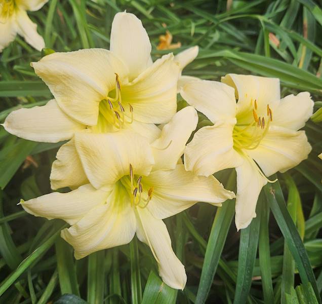 Hemerocallis 16 C3