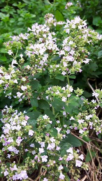 Origanum vulgare ( białe) C1,5
