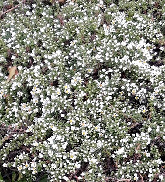 Aster ericoides Snowflurry C1,5