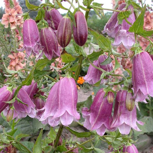 Campanula punctata Pantaloons C1,5