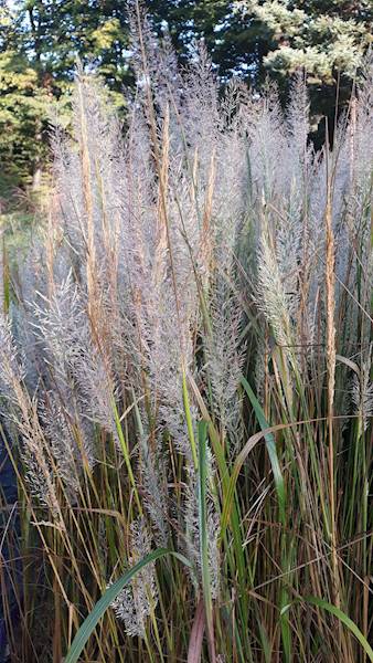 Calamagrostis brachytricha C1,5