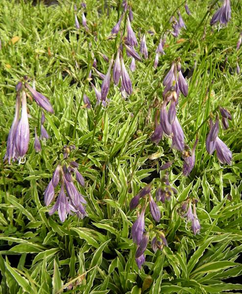 Hosta Stiletto C1,5