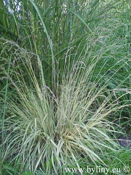 Molinia caerulea Variegata C1,5