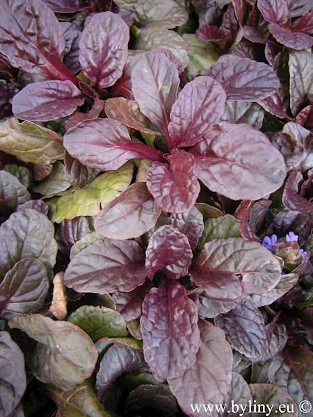 Ajuga reptans Dark Mahogany p9