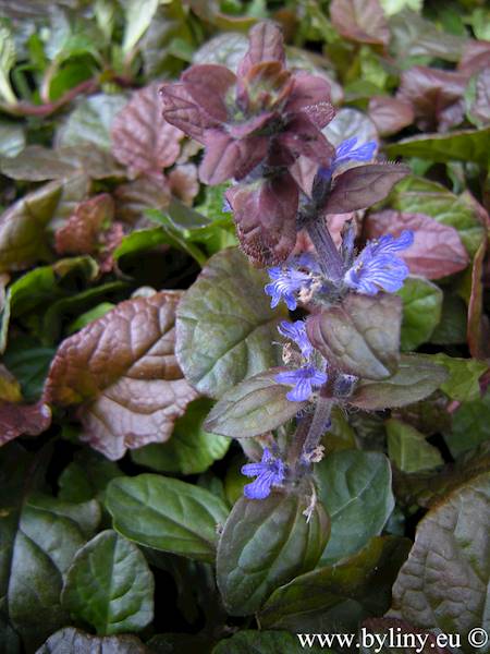 Ajuga reptans Braunherz p9