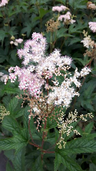 Filipendula purpurea Elegans C2