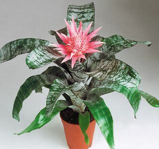 Aechmea.jpg