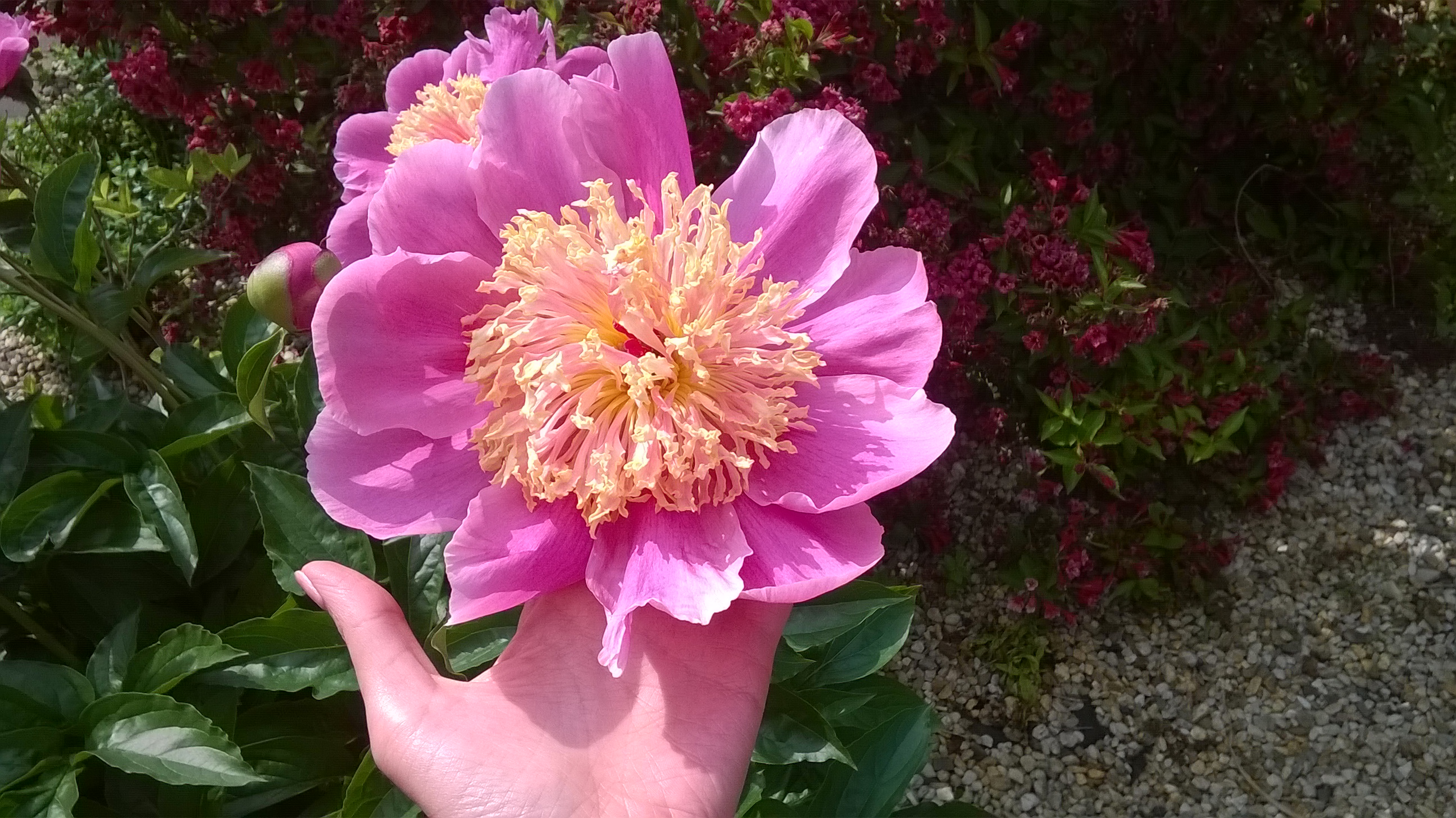 WP_20160603_005.jpg