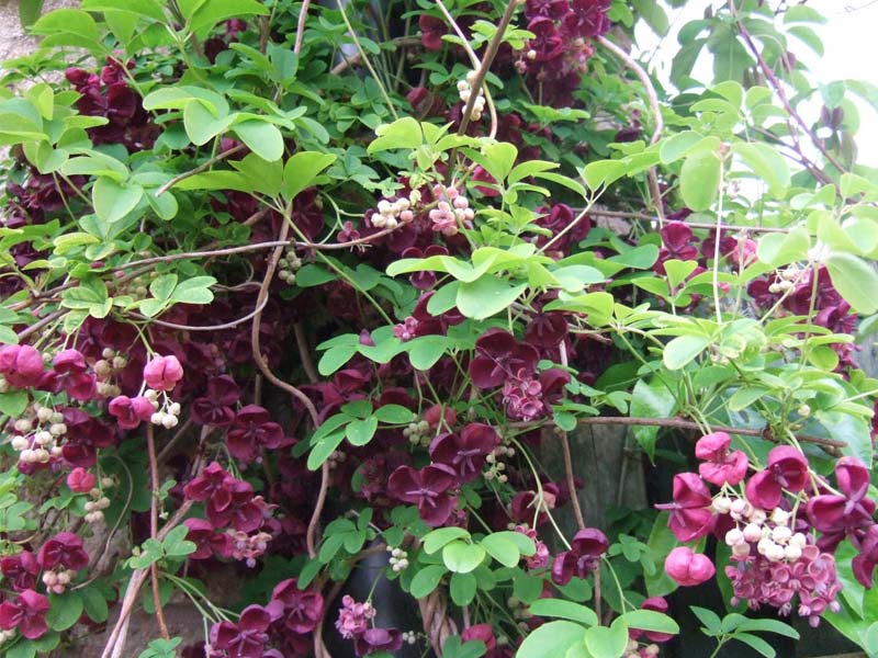 akebia_3-800x600.jpg
