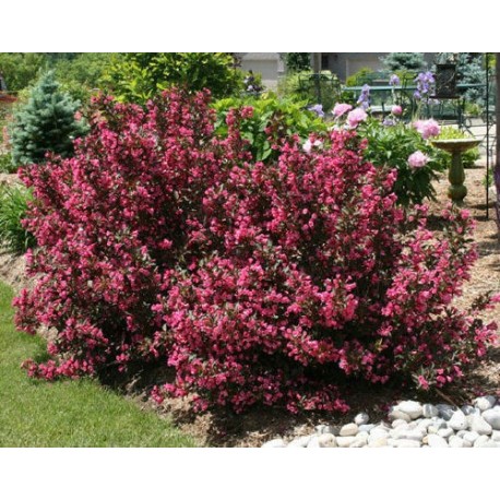 krzewuszka-cudowna-rosea-weigela-rosea.jpg