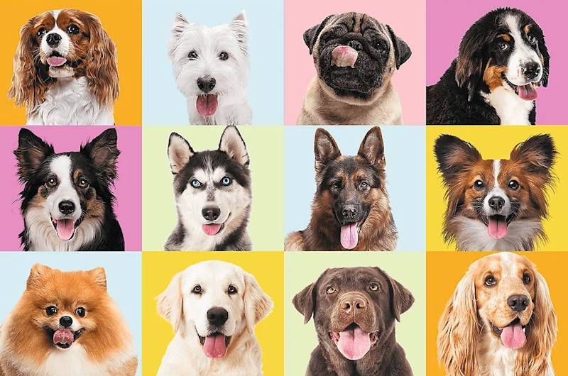 3741 Trefl puzzle 60 elementów Słodkie psiaki pieski 