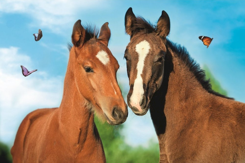 7341 Puzzle mini 54 elementy Urocze zwierzęta Konie Trefl