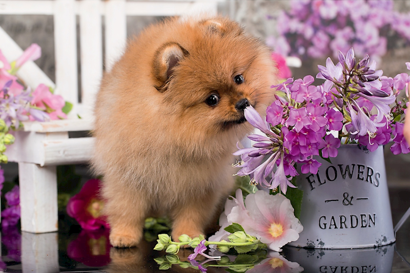 7358 Puzzle mini 54 elementy Urocze zwierzęta Piesek Trefl