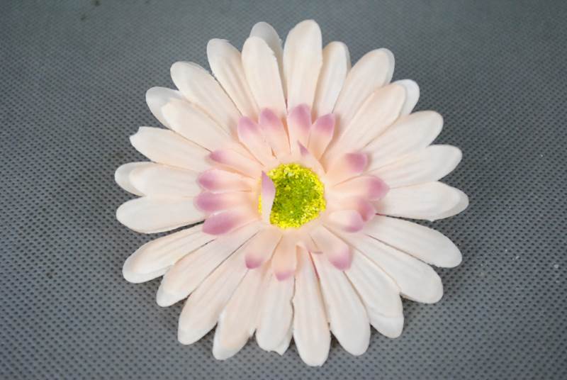 Gerbera