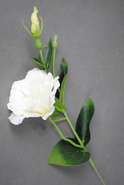 EUSTOMA