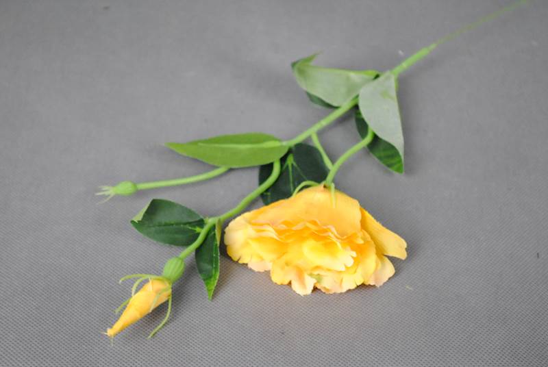 EUSTOMA