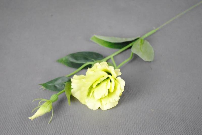 EUSTOMA