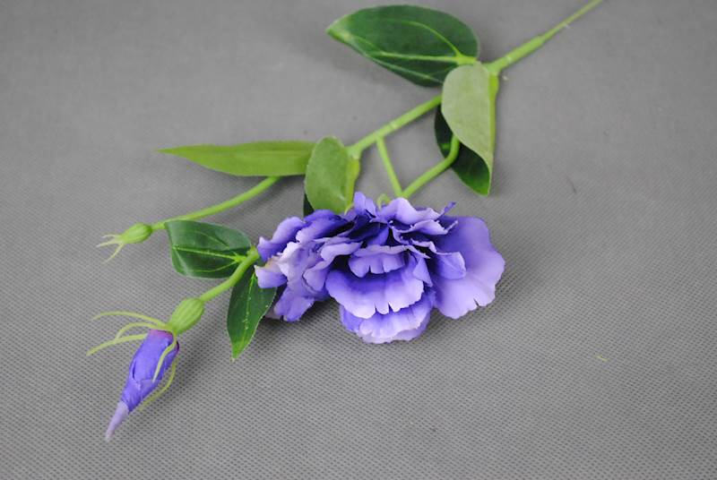 EUSTOMA