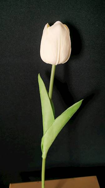 Tulipan piankowy