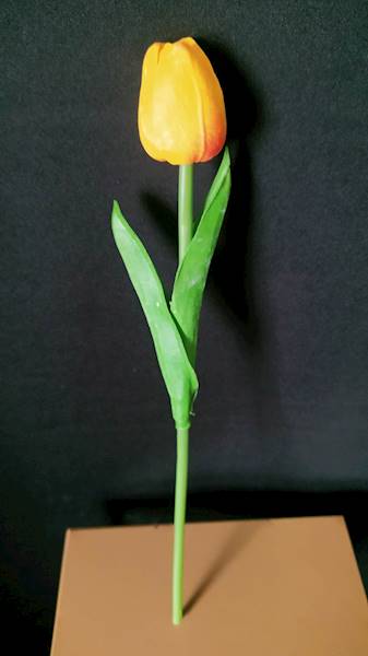 Tulipan piankowy