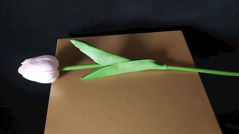 Tulipan piankowy