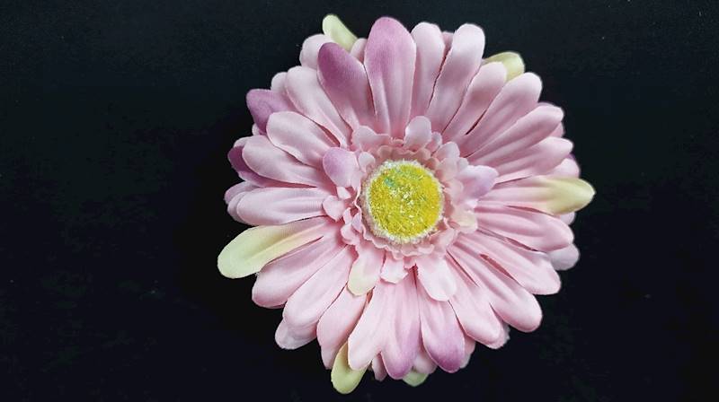 Gerbera