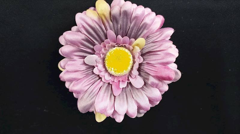 Gerbera