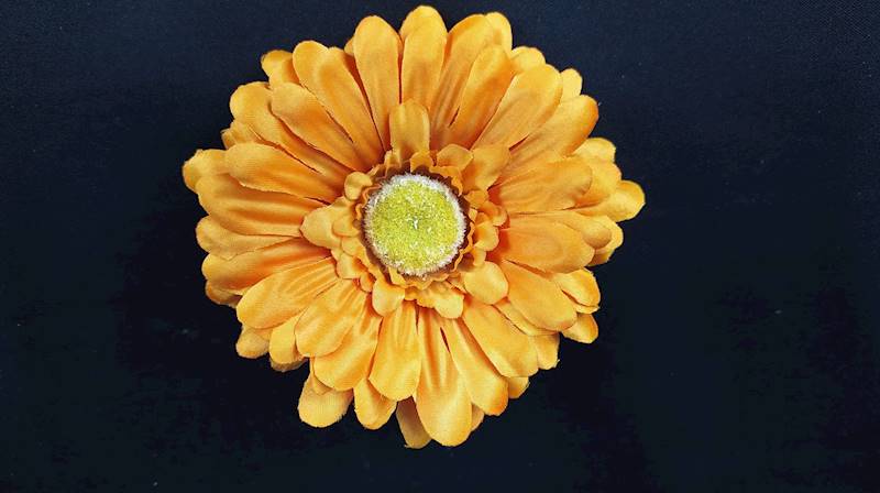 Gerbera
