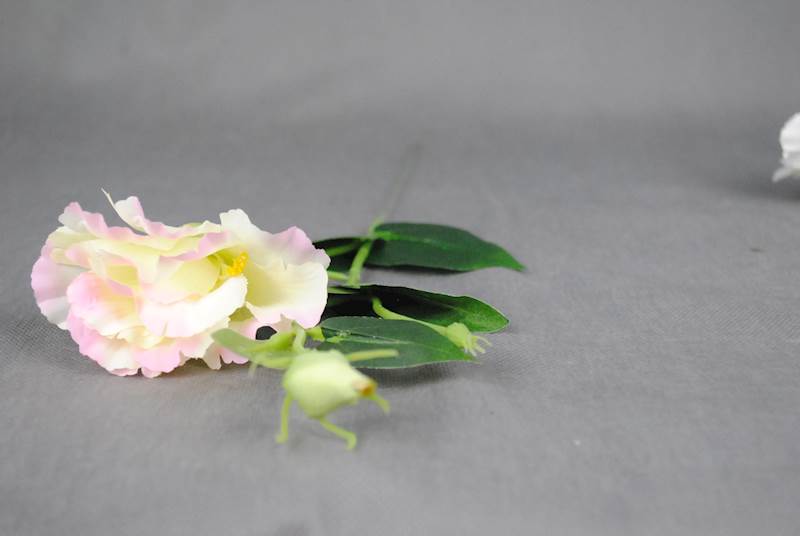 Eustoma
