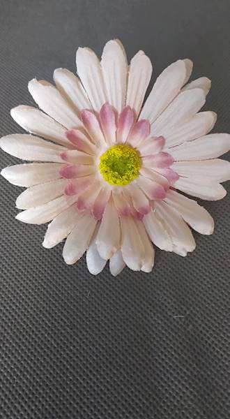 Gerbera