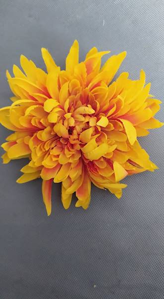 Chryzantema