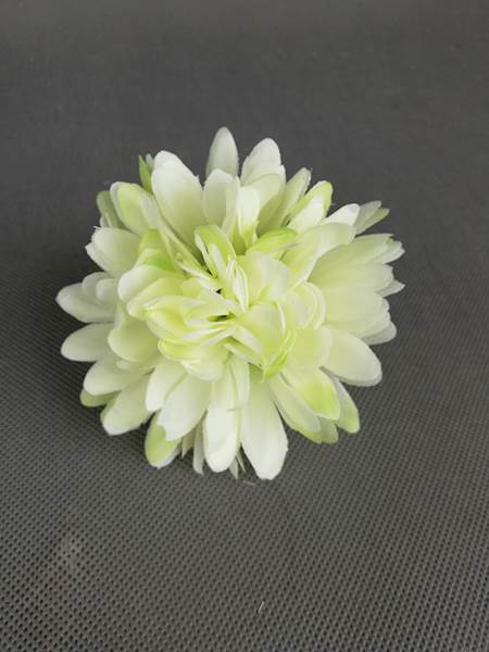 CHRYZANTEMA