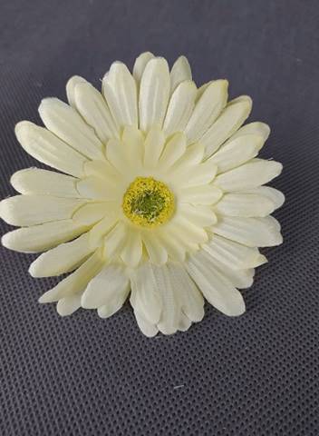 Gerbera