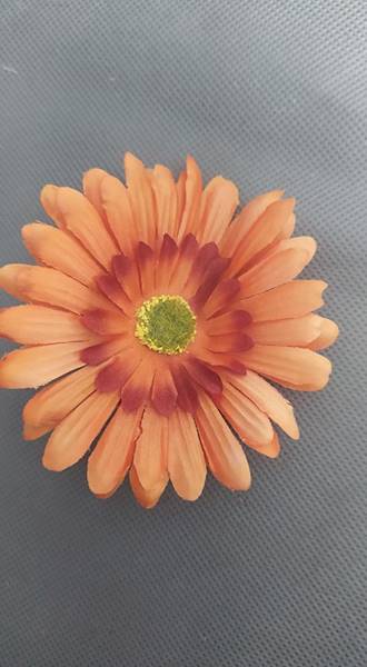 Gerbera
