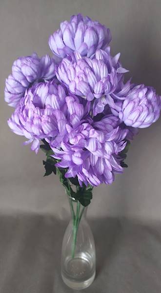 Chryzantema 